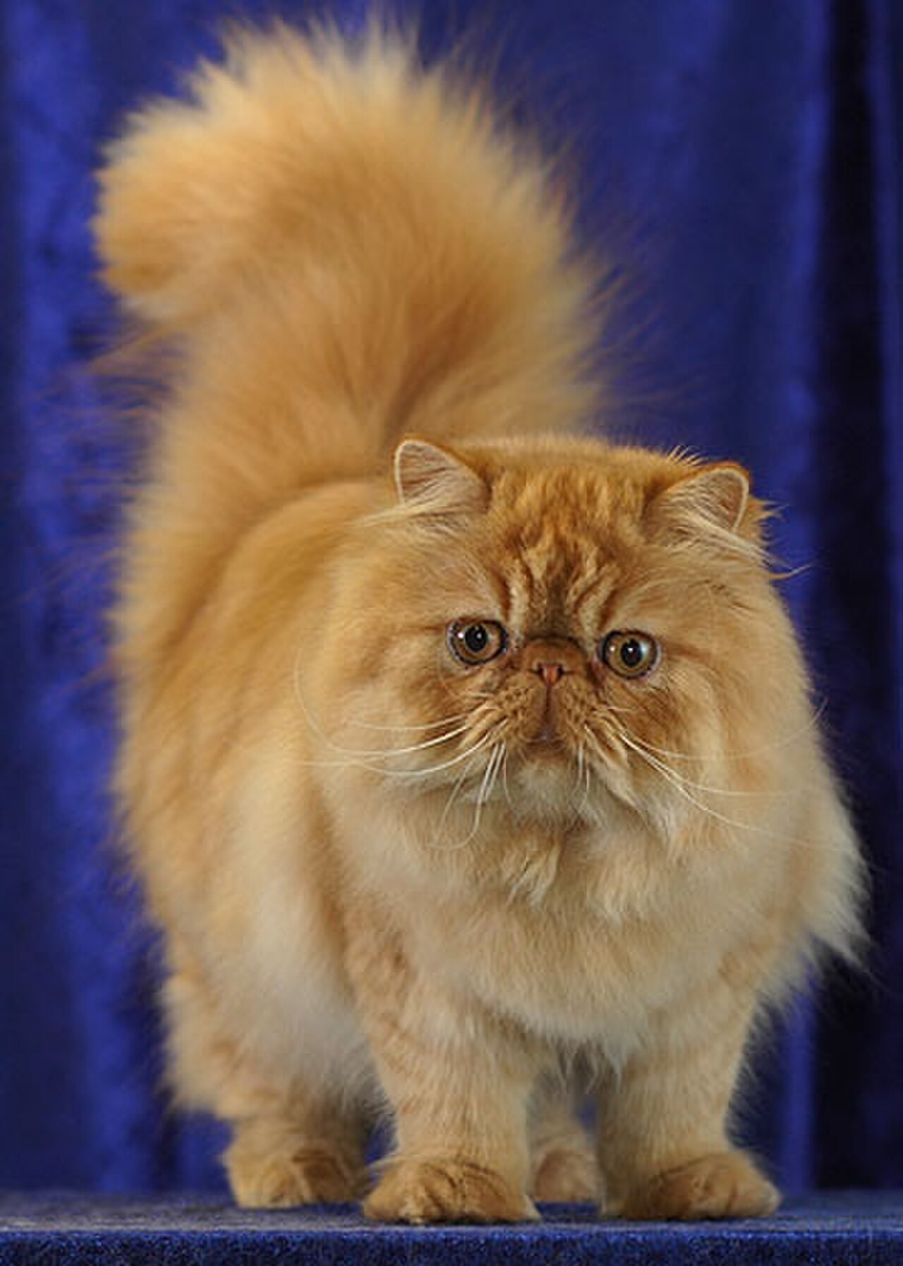 Persian cat cat