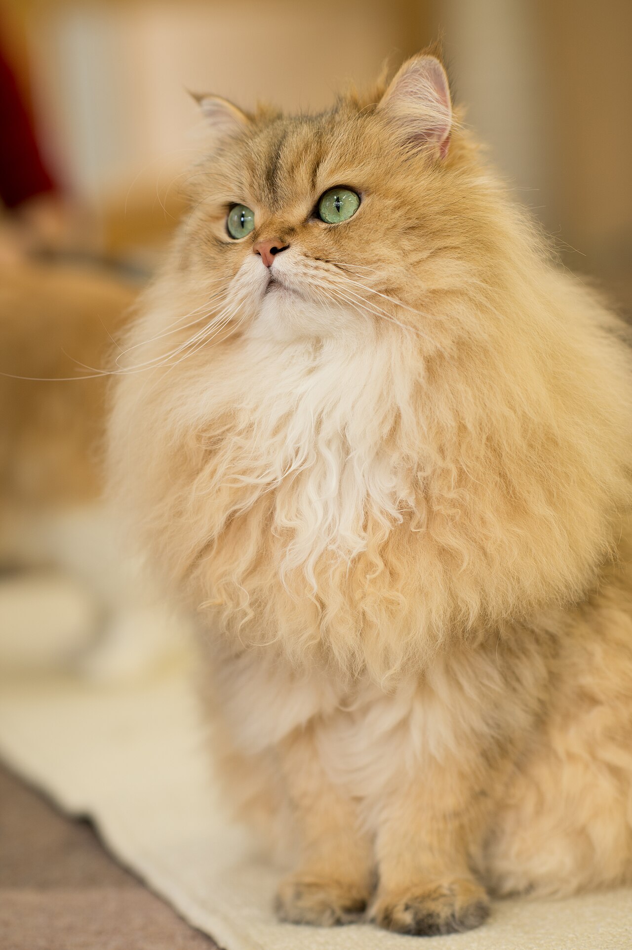 Traditional Persian cat