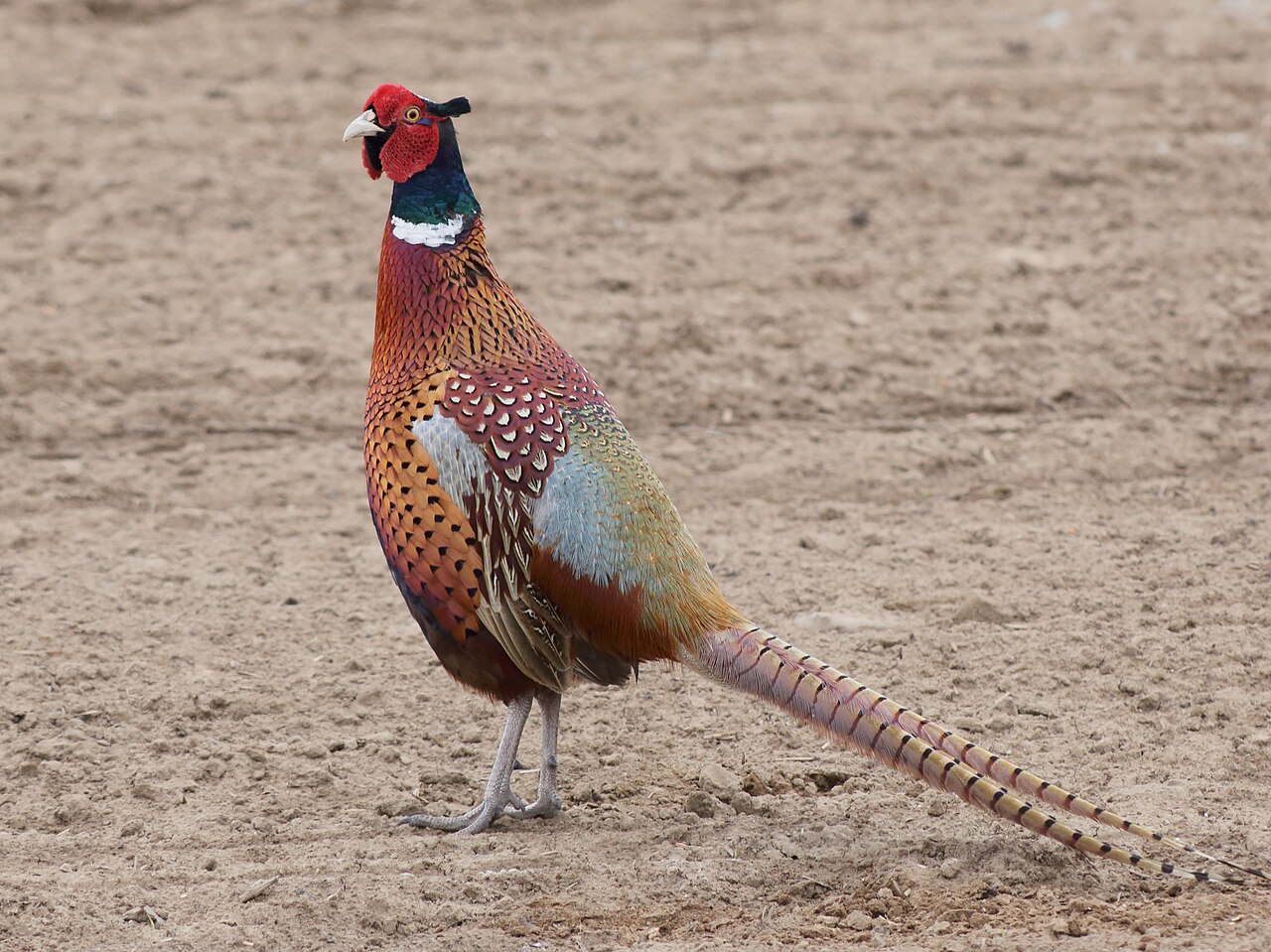 Common pheasant
