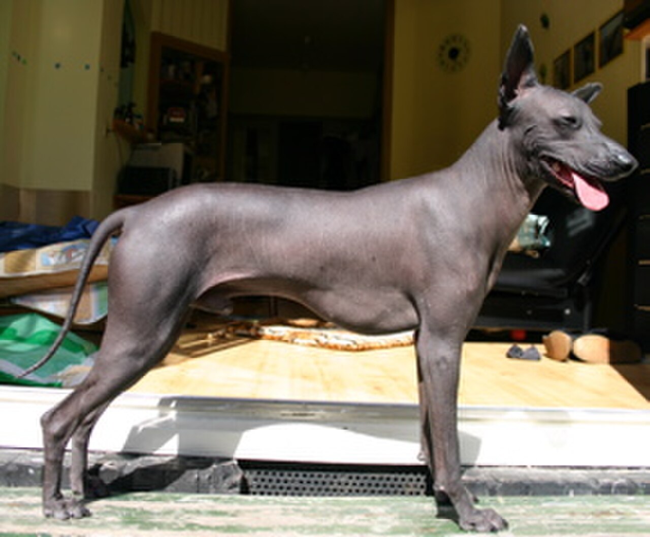 Peruvian Hairless Dog dog