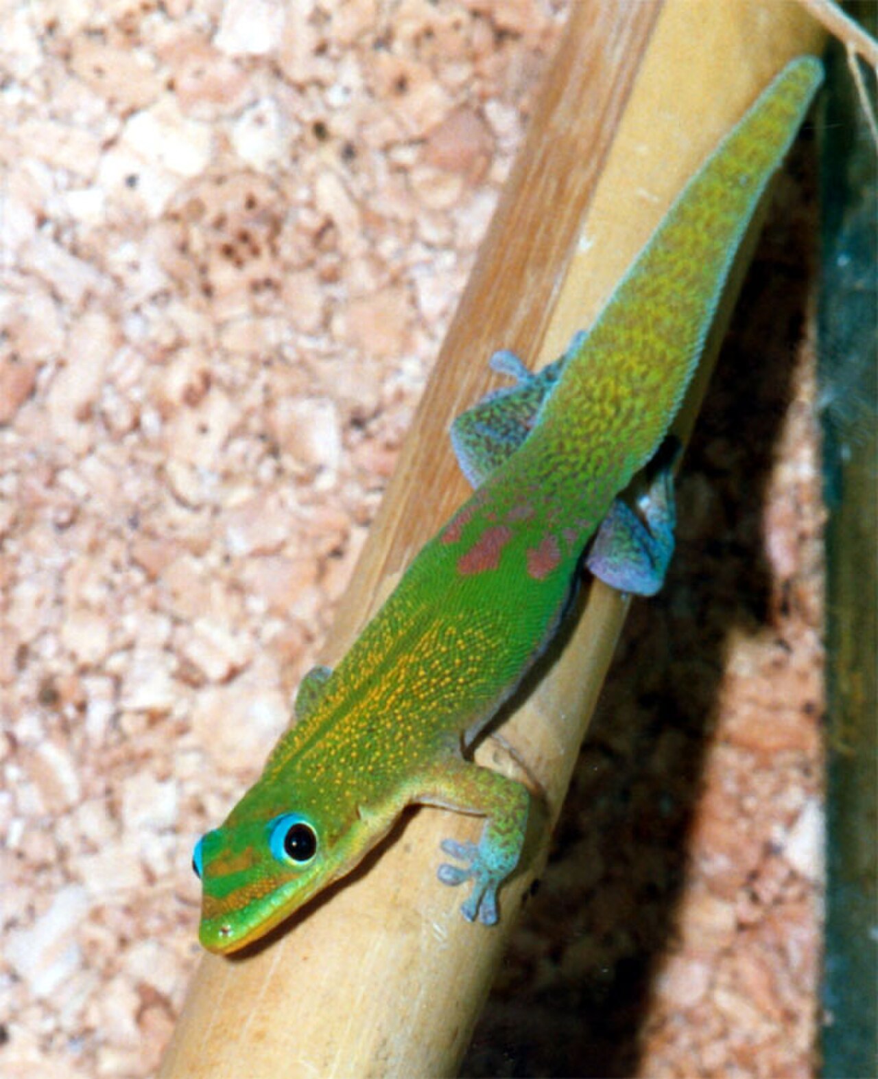 Gecko