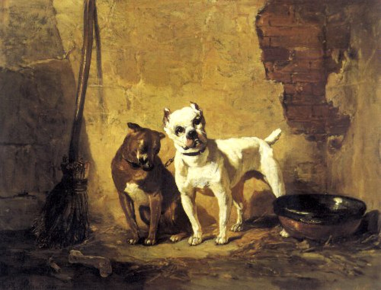 Bull and terrier dog