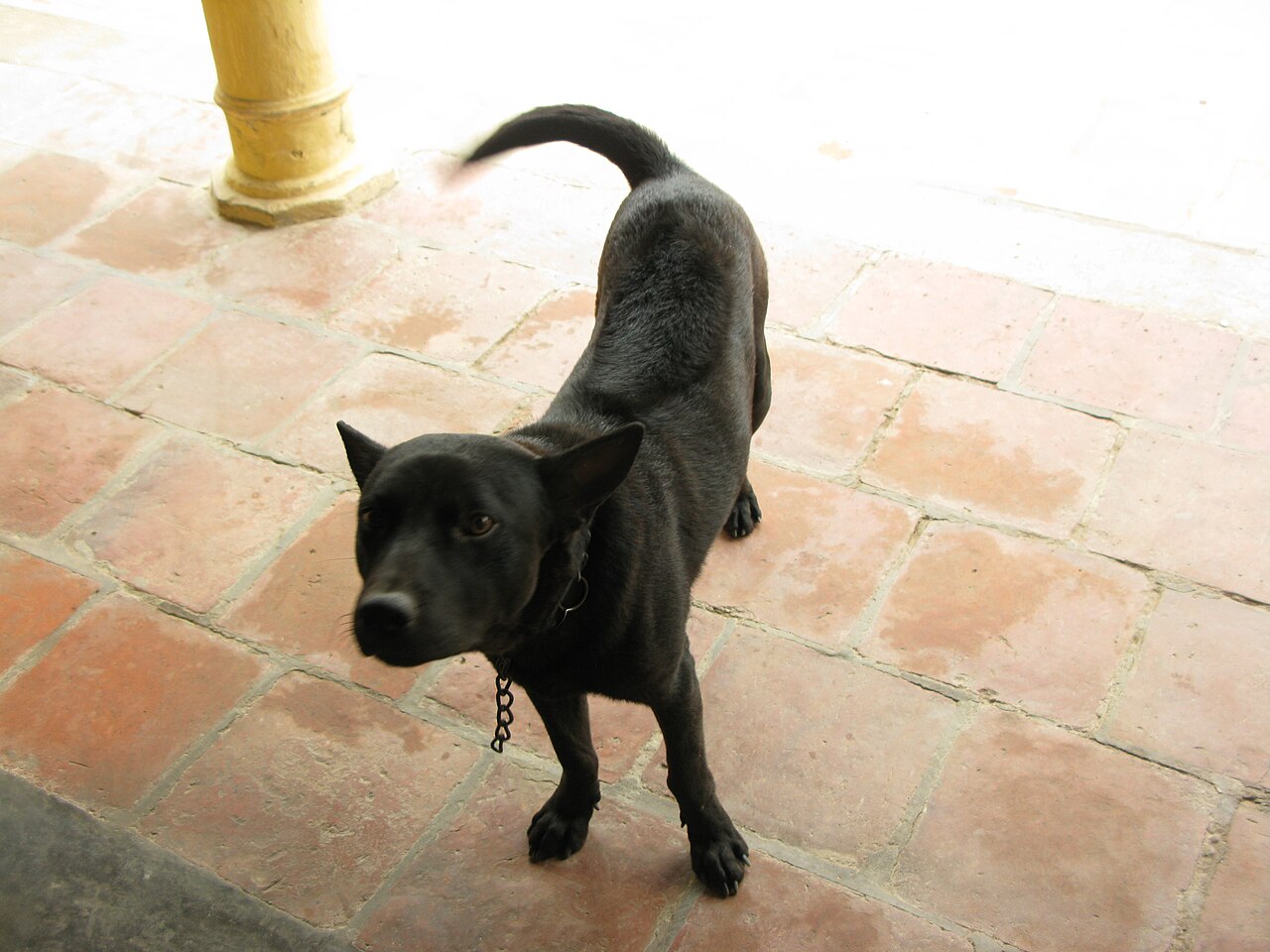 Phu Quoc Ridgeback dog