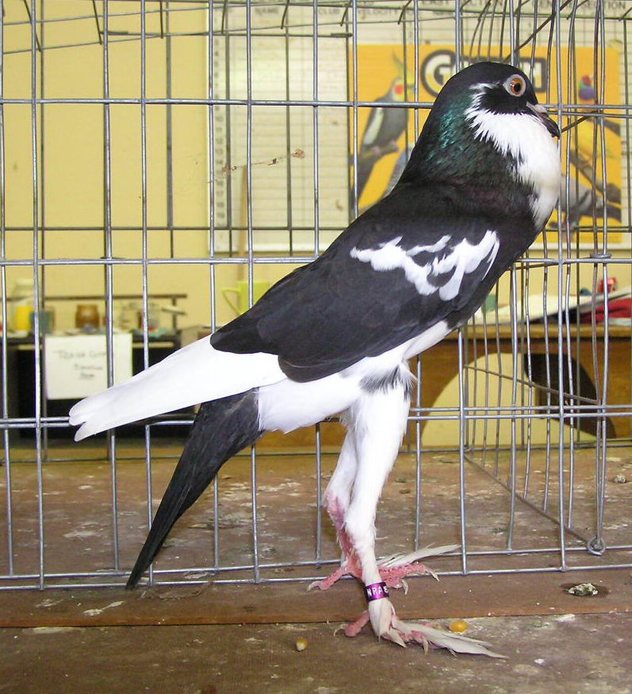 Pouter pigeon