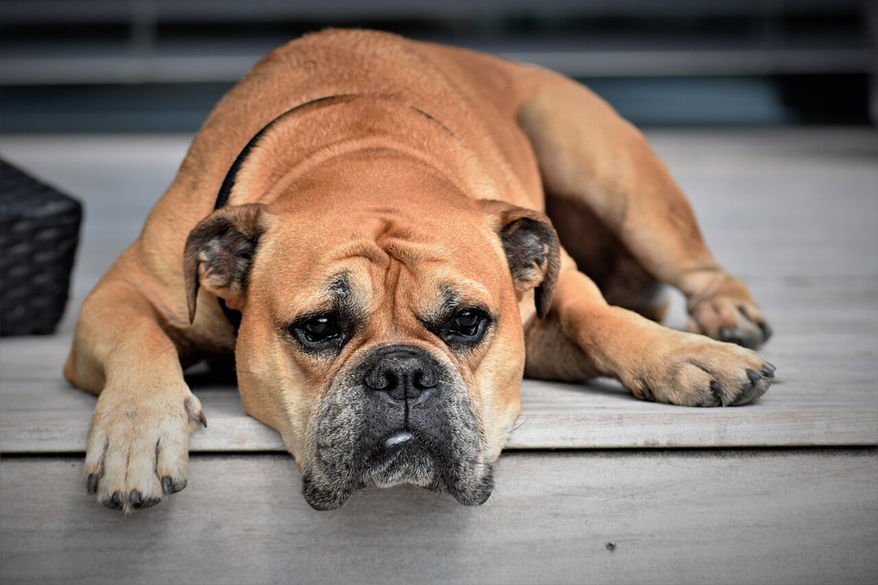 Continental Bulldog dog
