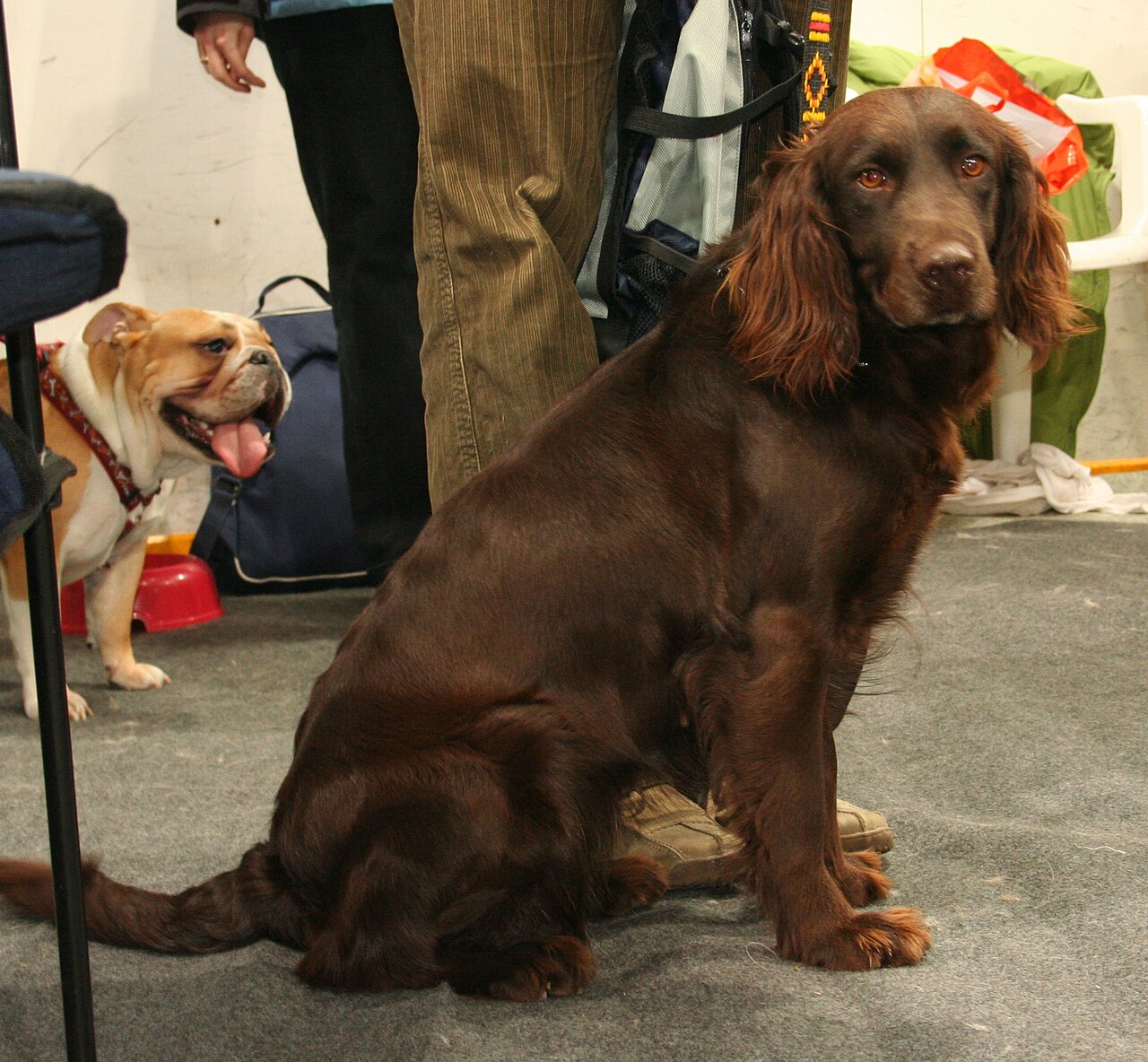 German Spaniel dog