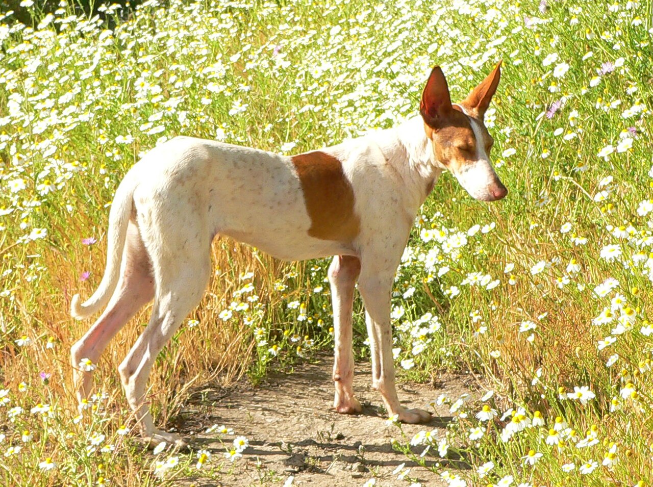 Podenco Canario dog