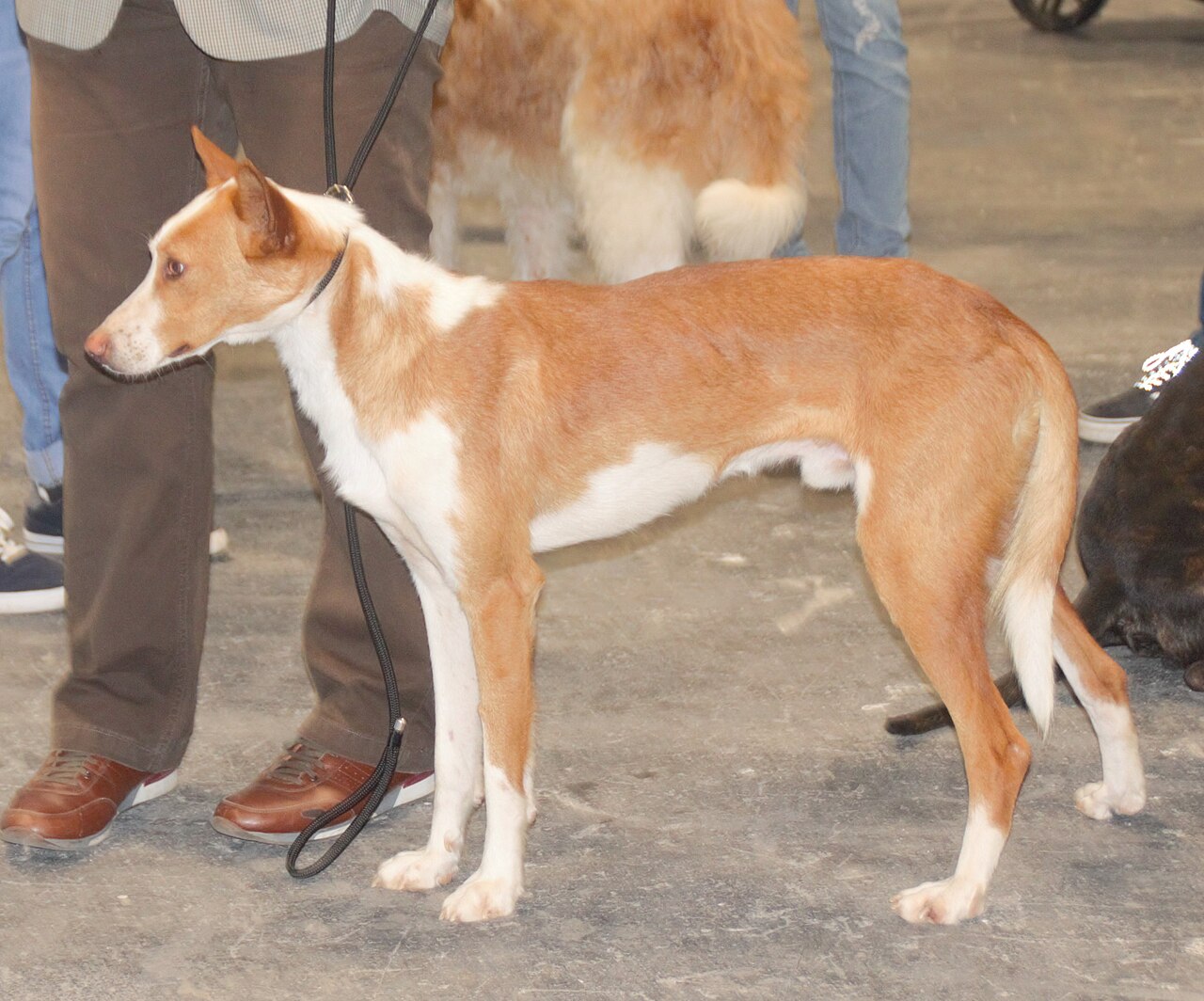 Podenco Valenciano dog