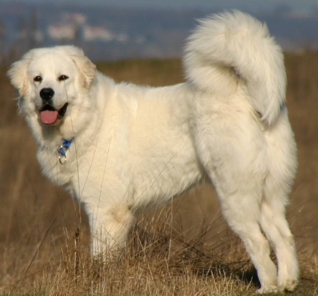 Tatra Shepherd Dog dog