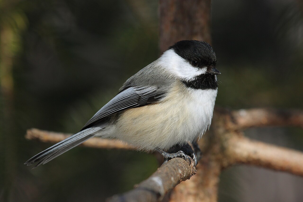Black-capped chickadee with a black cap and white cheeks