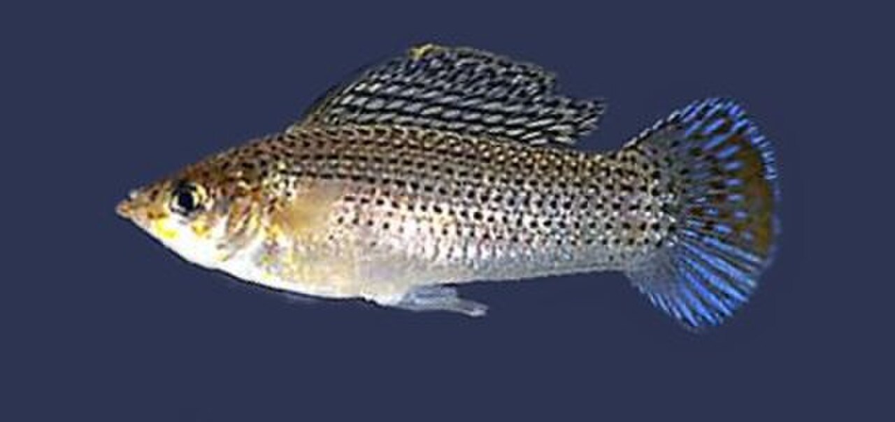 A photo of a Sailfin Molly