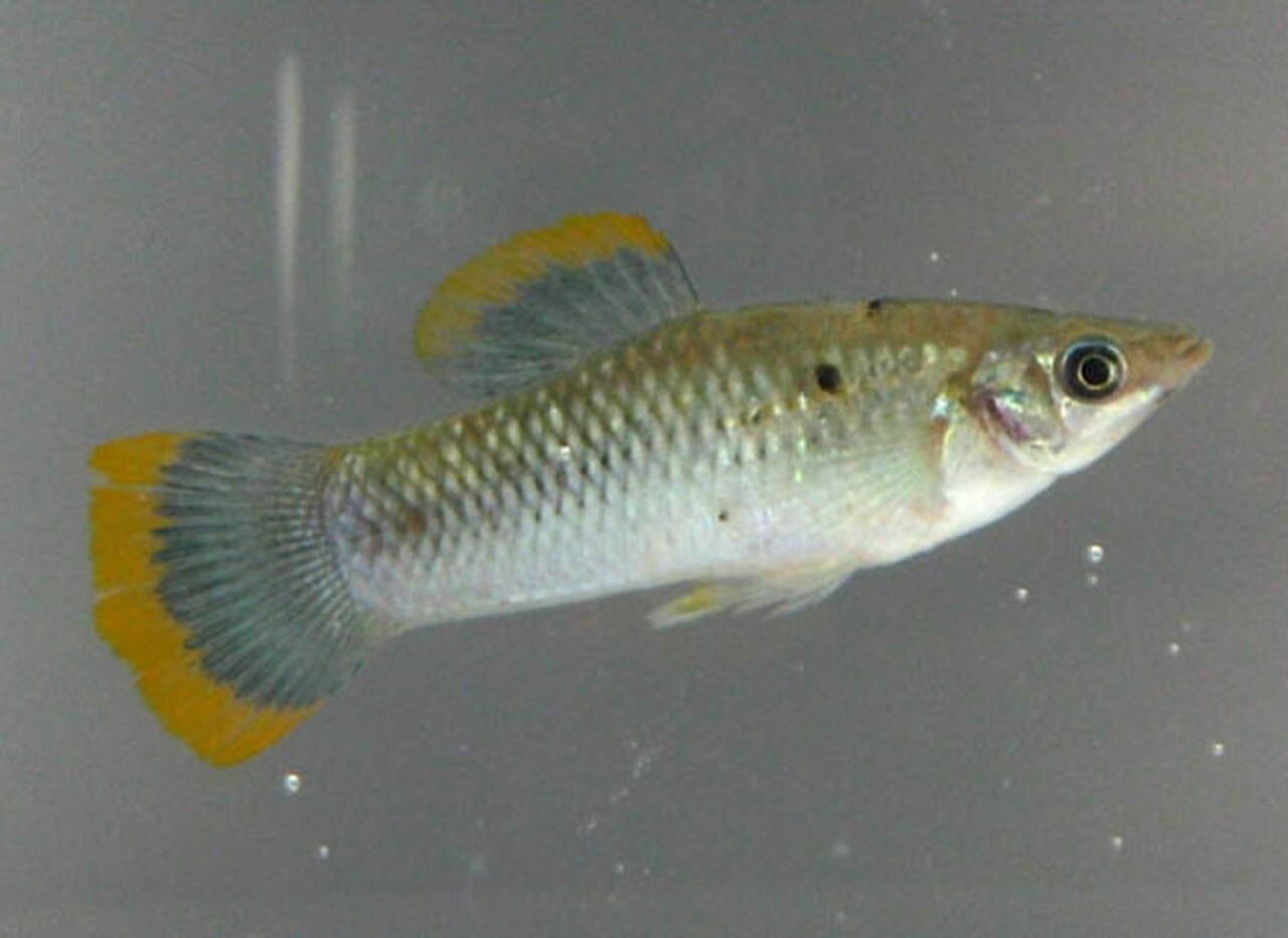 A photo of a Common Molly