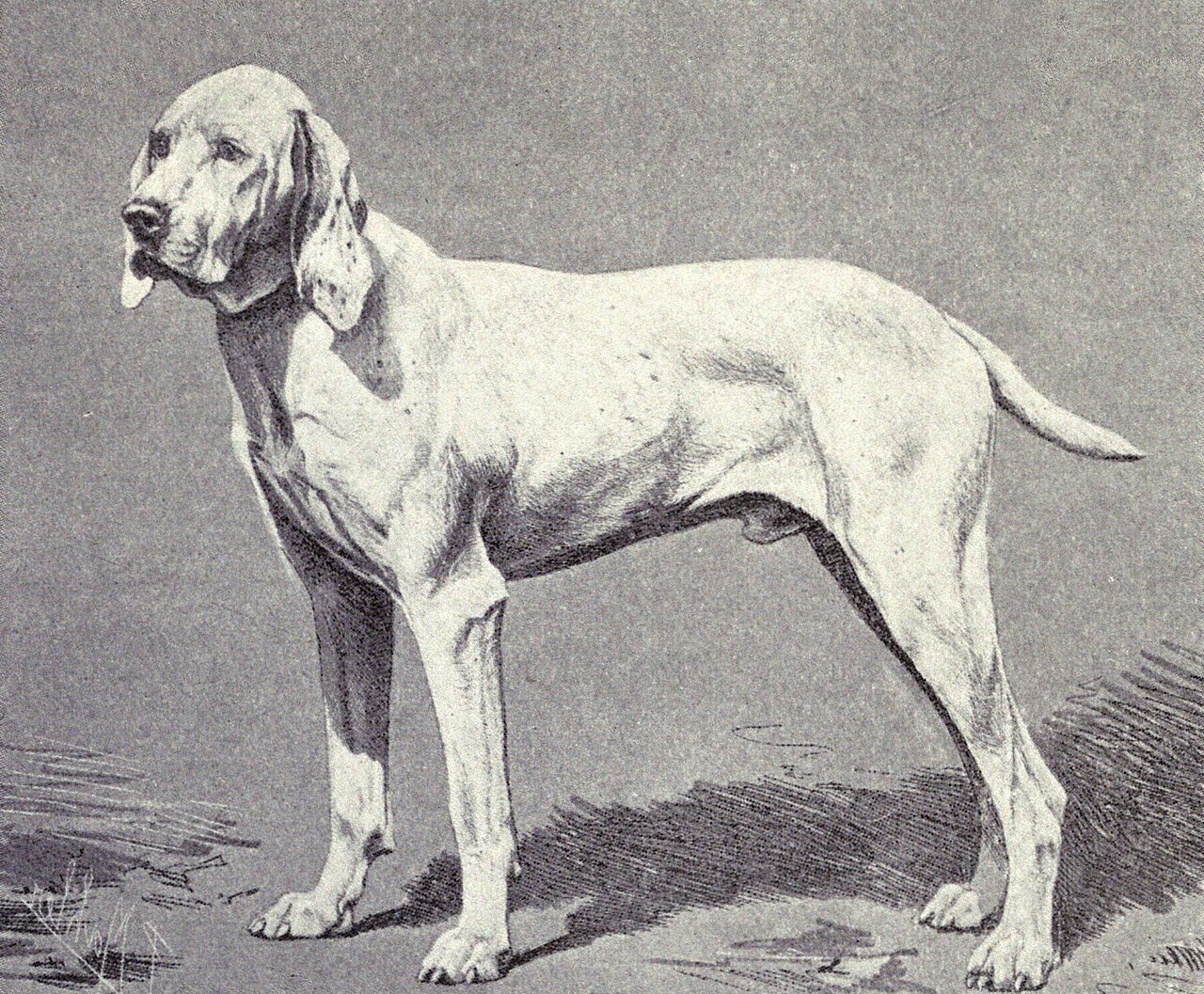 Ariège Pointer dog