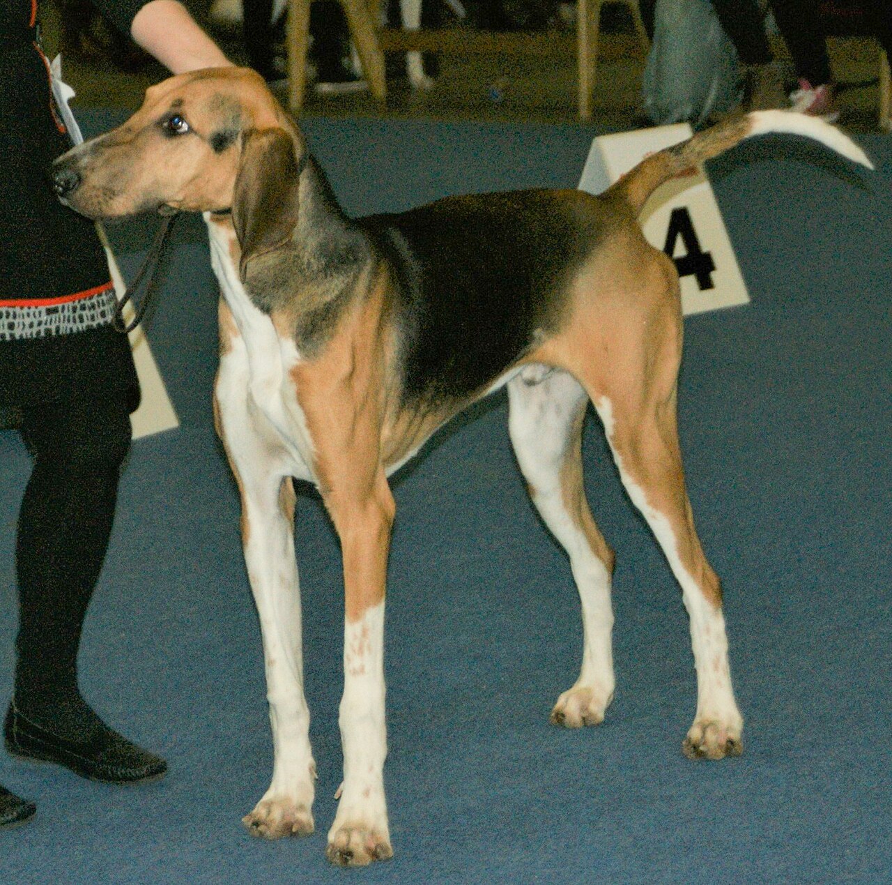 Poitevin dog
