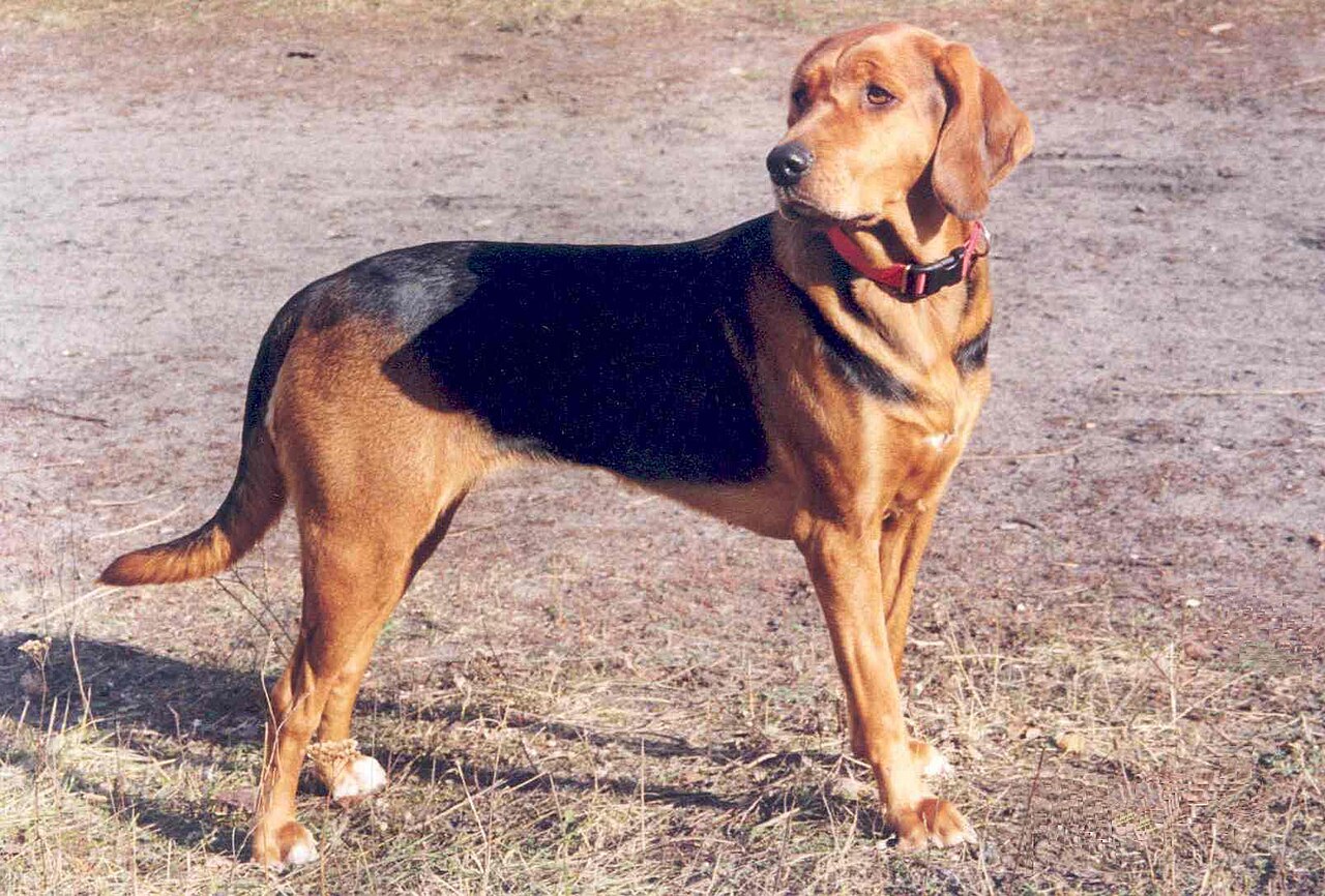 Polish Hound dog