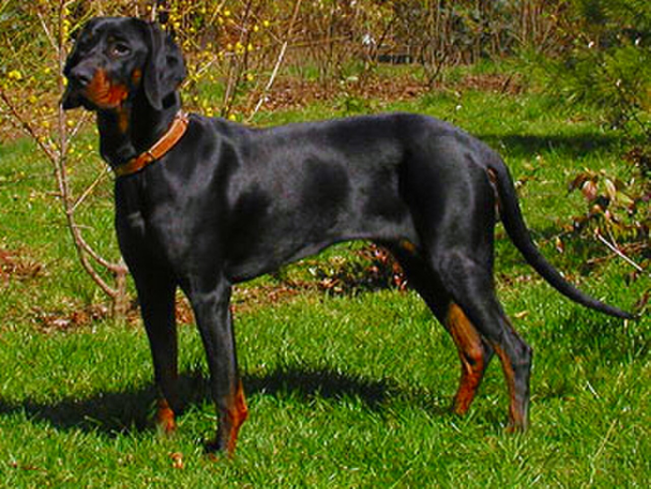 Gończy Polski dog