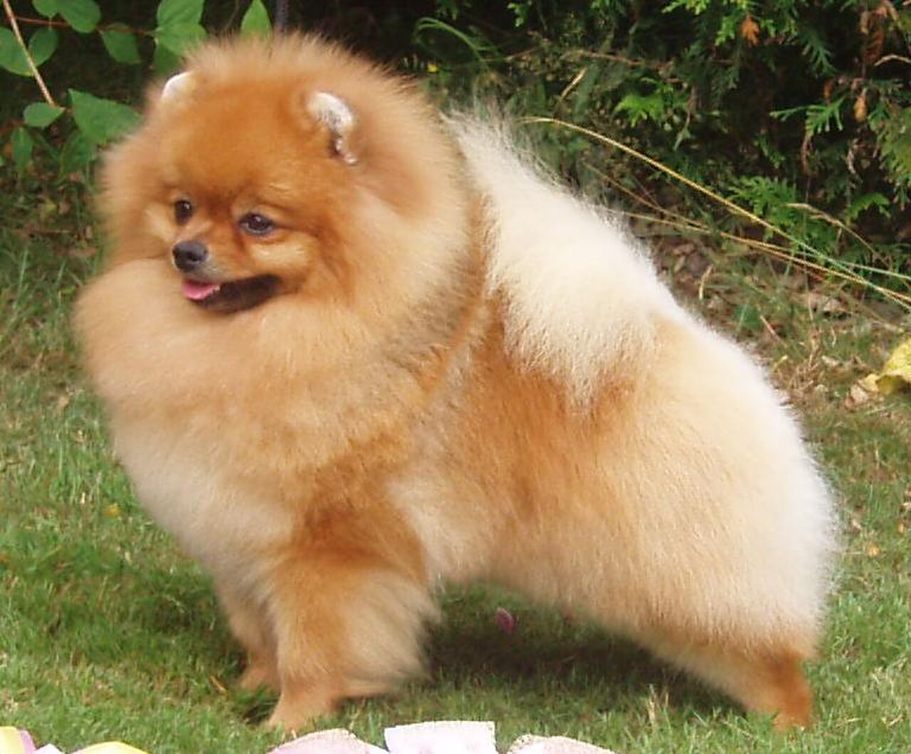 Pomeranian dog dog