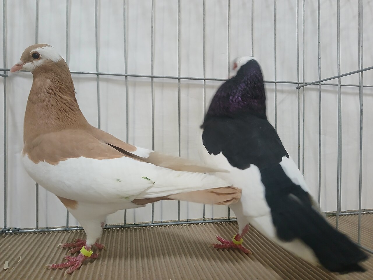 American bohemian pouter pigeon