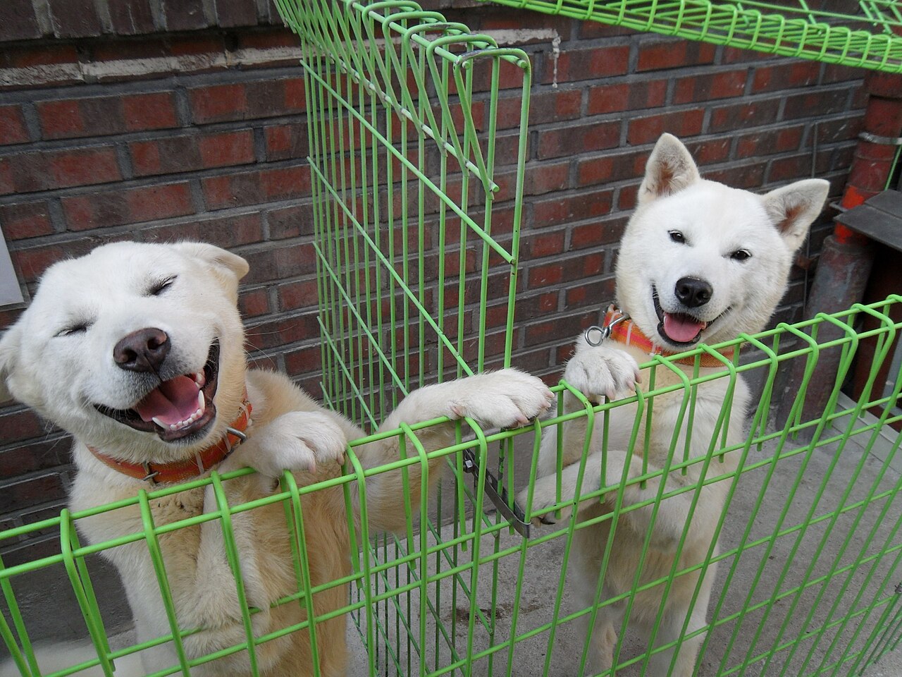 Pungsan dog dog