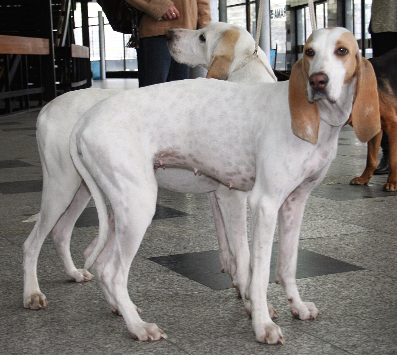 Porcelaine dog