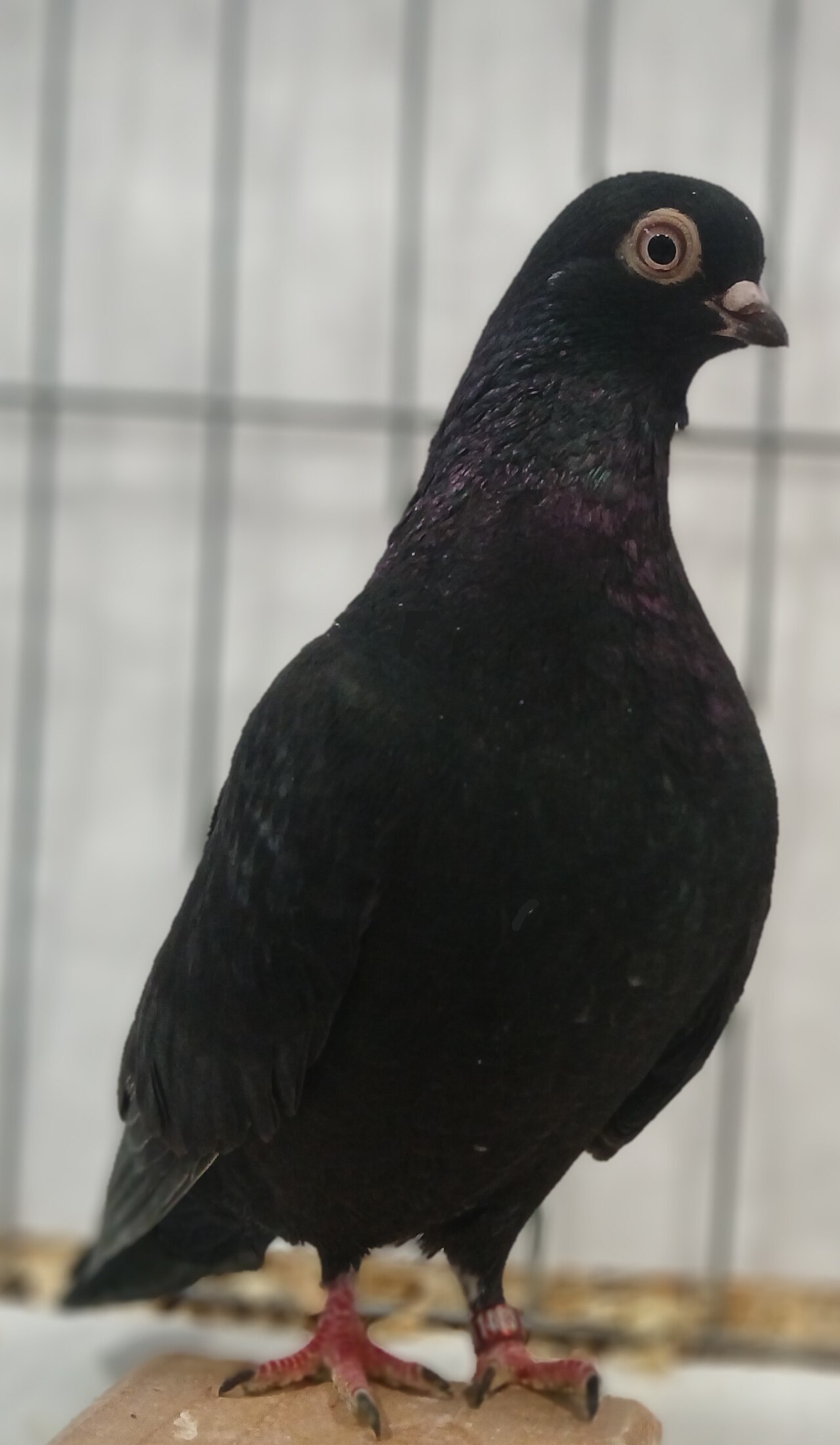 Portuguese tumbler pigeon