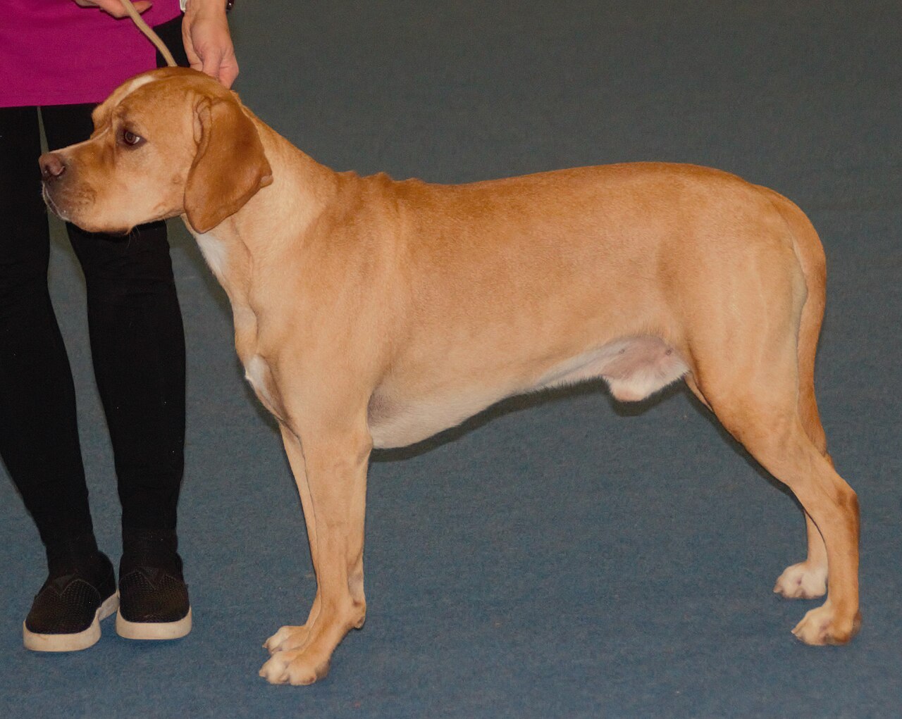 Portuguese Pointer dog