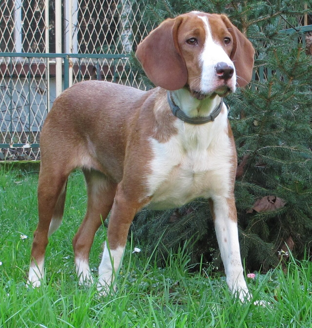 Posavac Hound dog