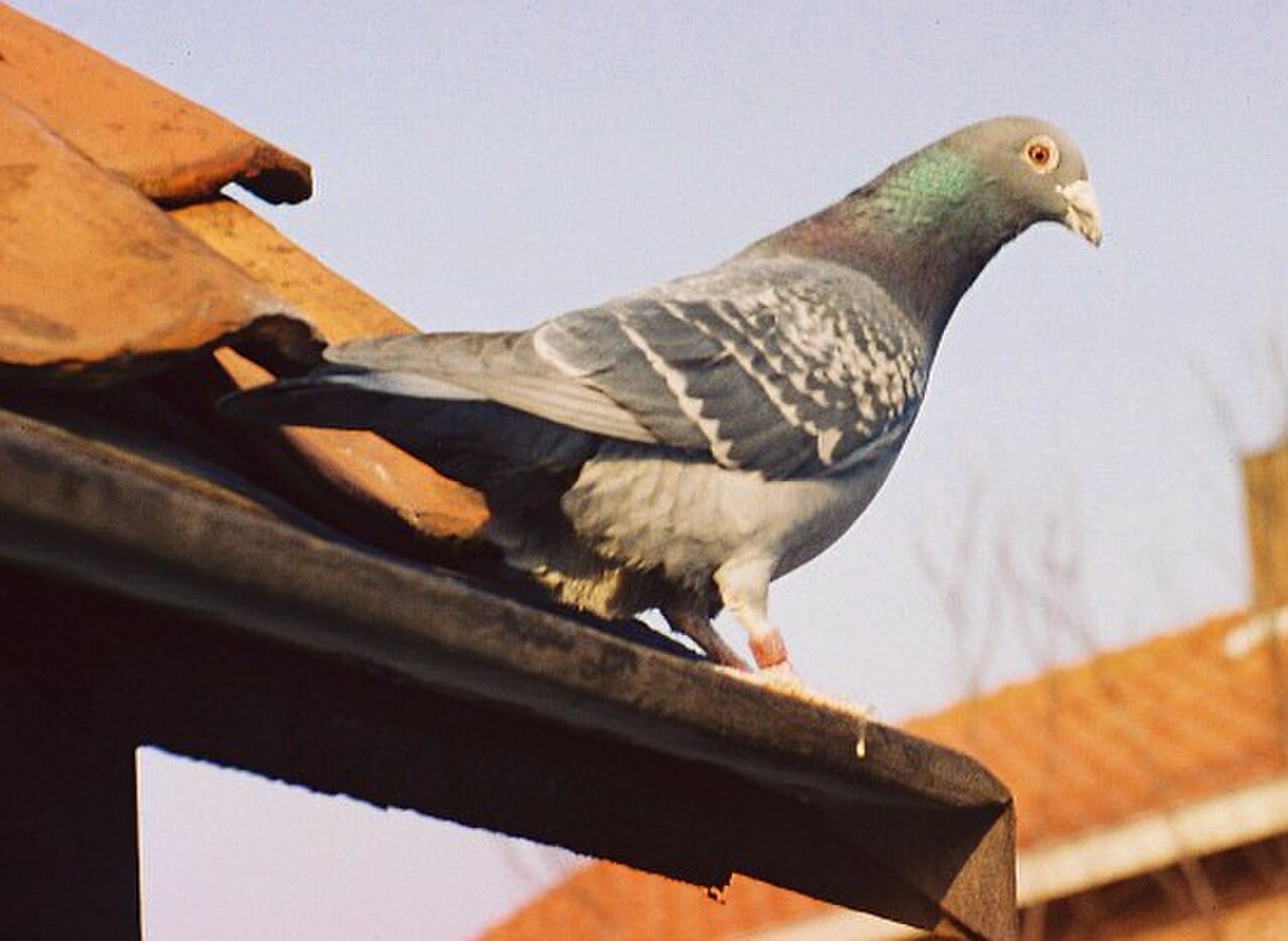 Homing pigeon