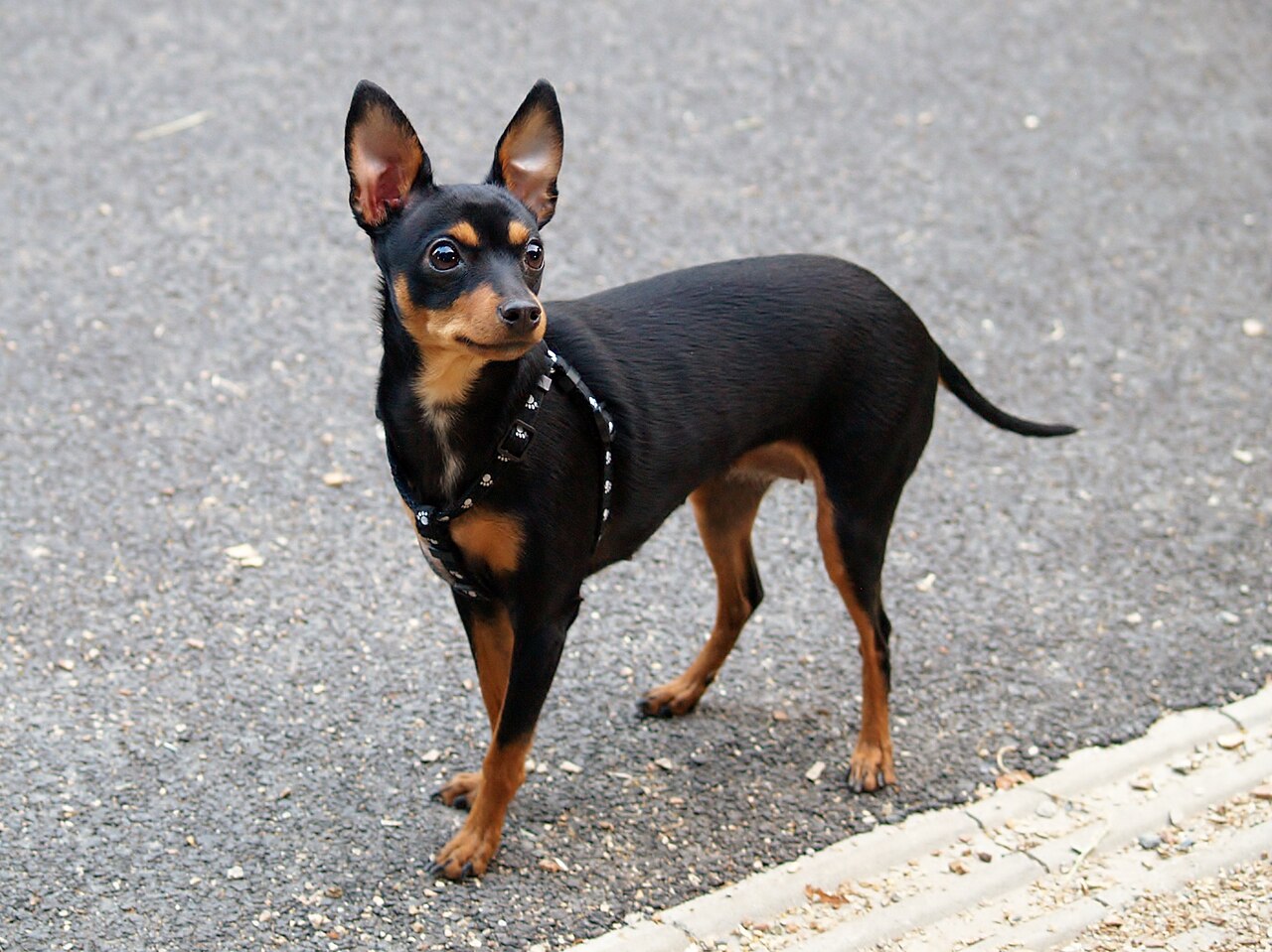 Pražský Krysařík dog