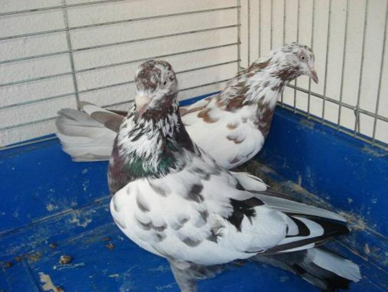 Prishtina Roller pigeon