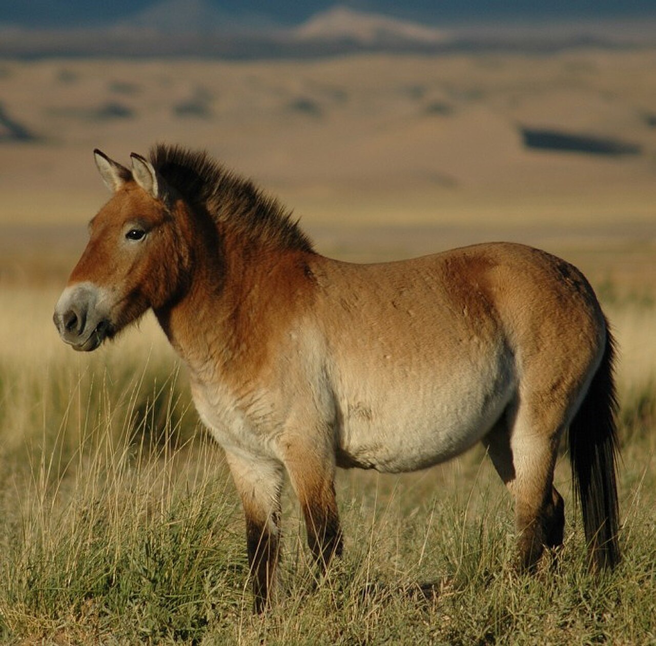 Przewalski's horse, the last truly wild horse, on the steppe