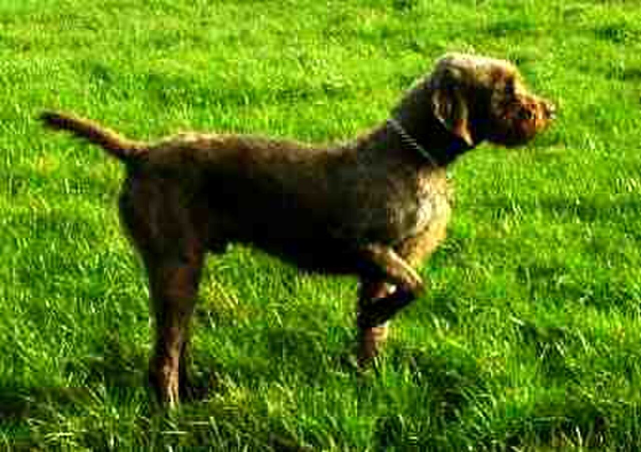 Pudelpointer dog