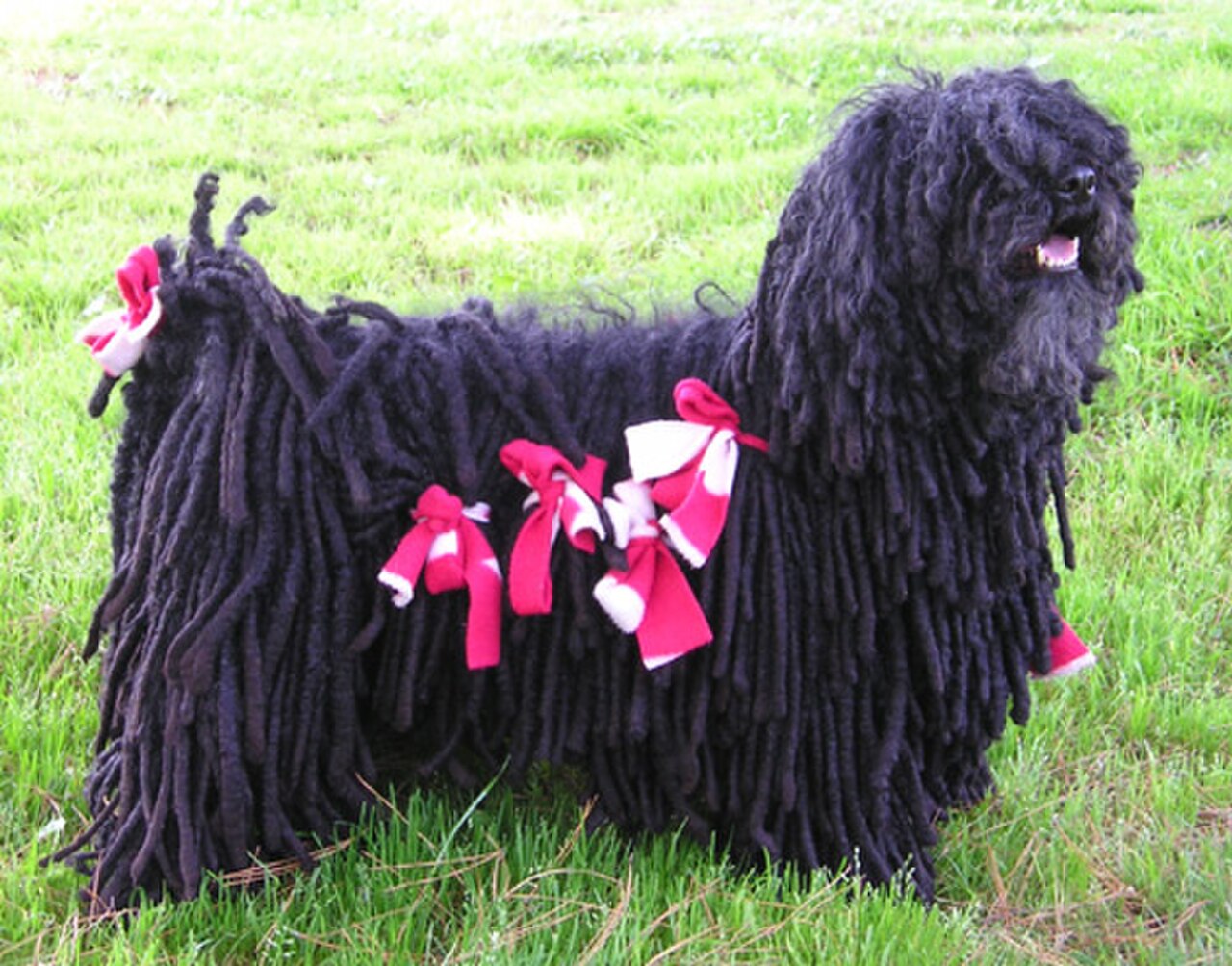 Puli dog dog