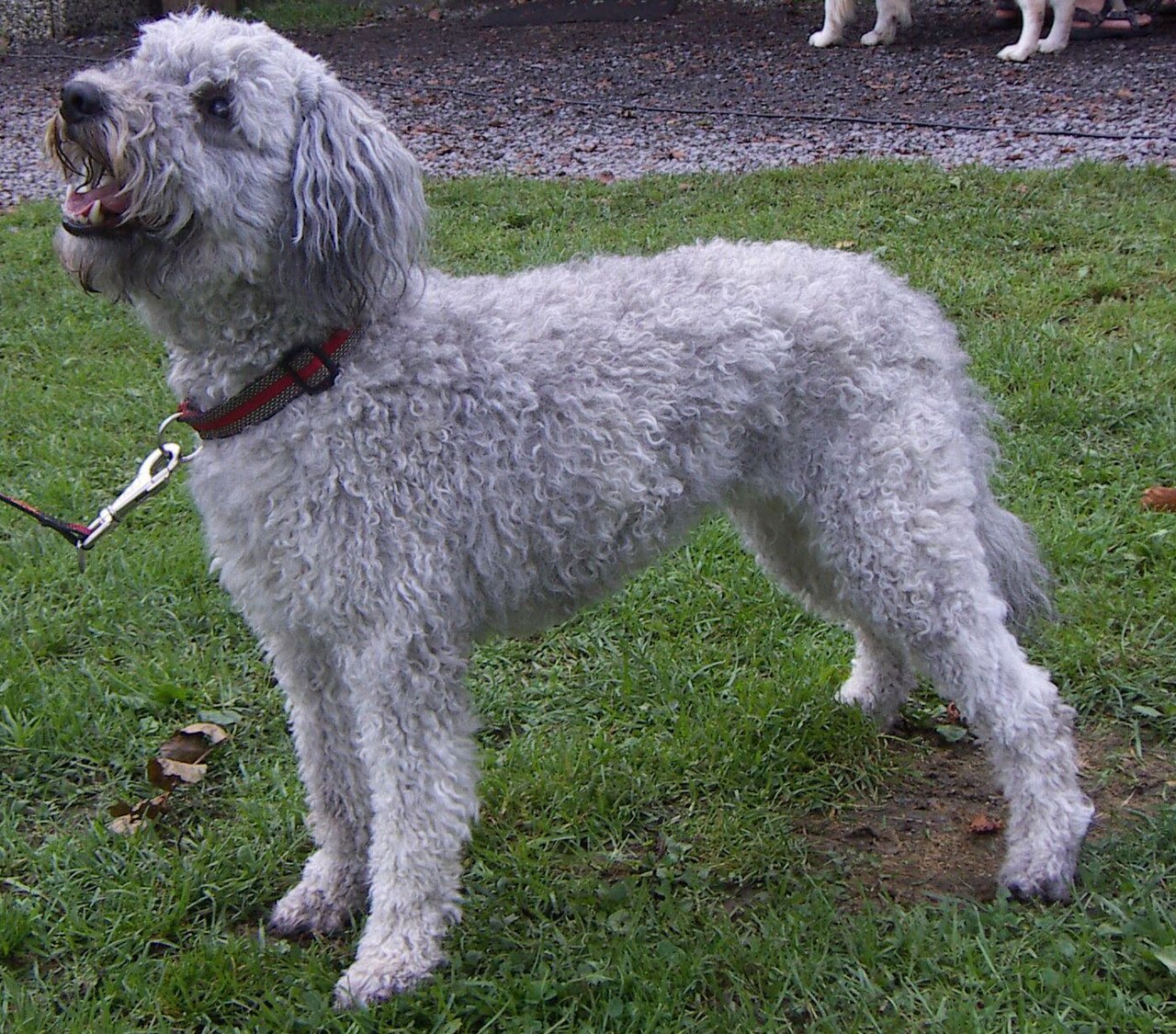 Pumi dog dog