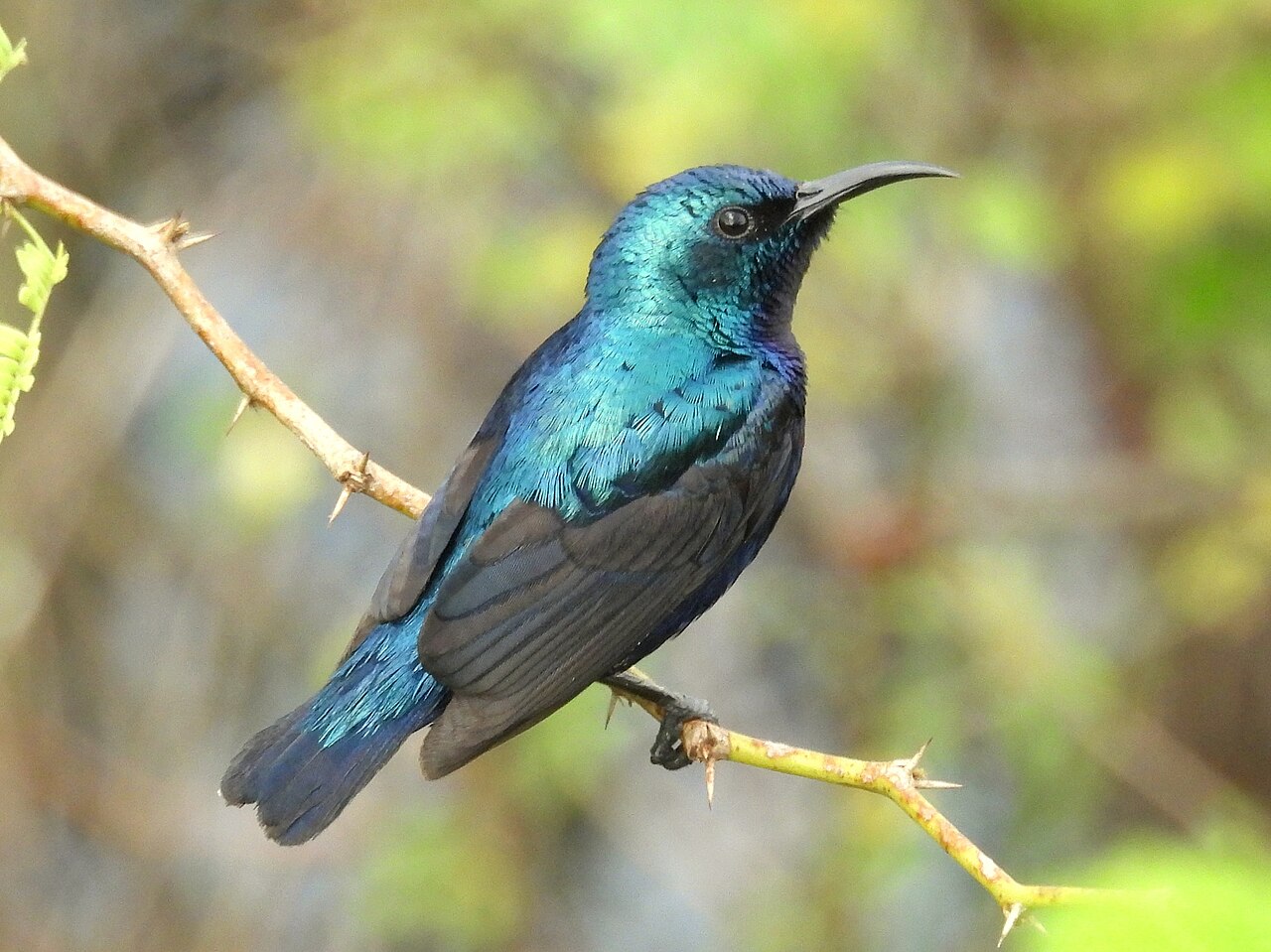 Purple sunbird