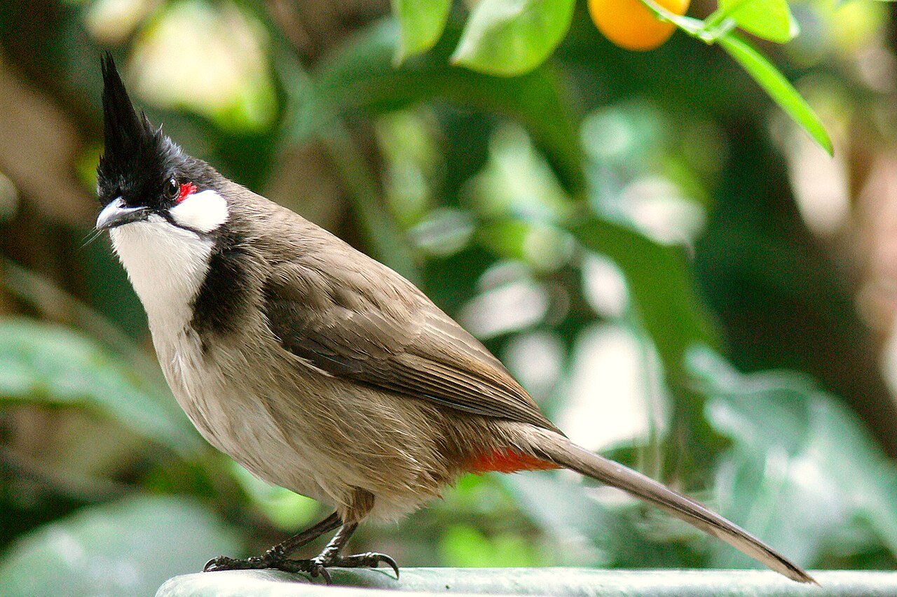 Red-whiskered bulbul
