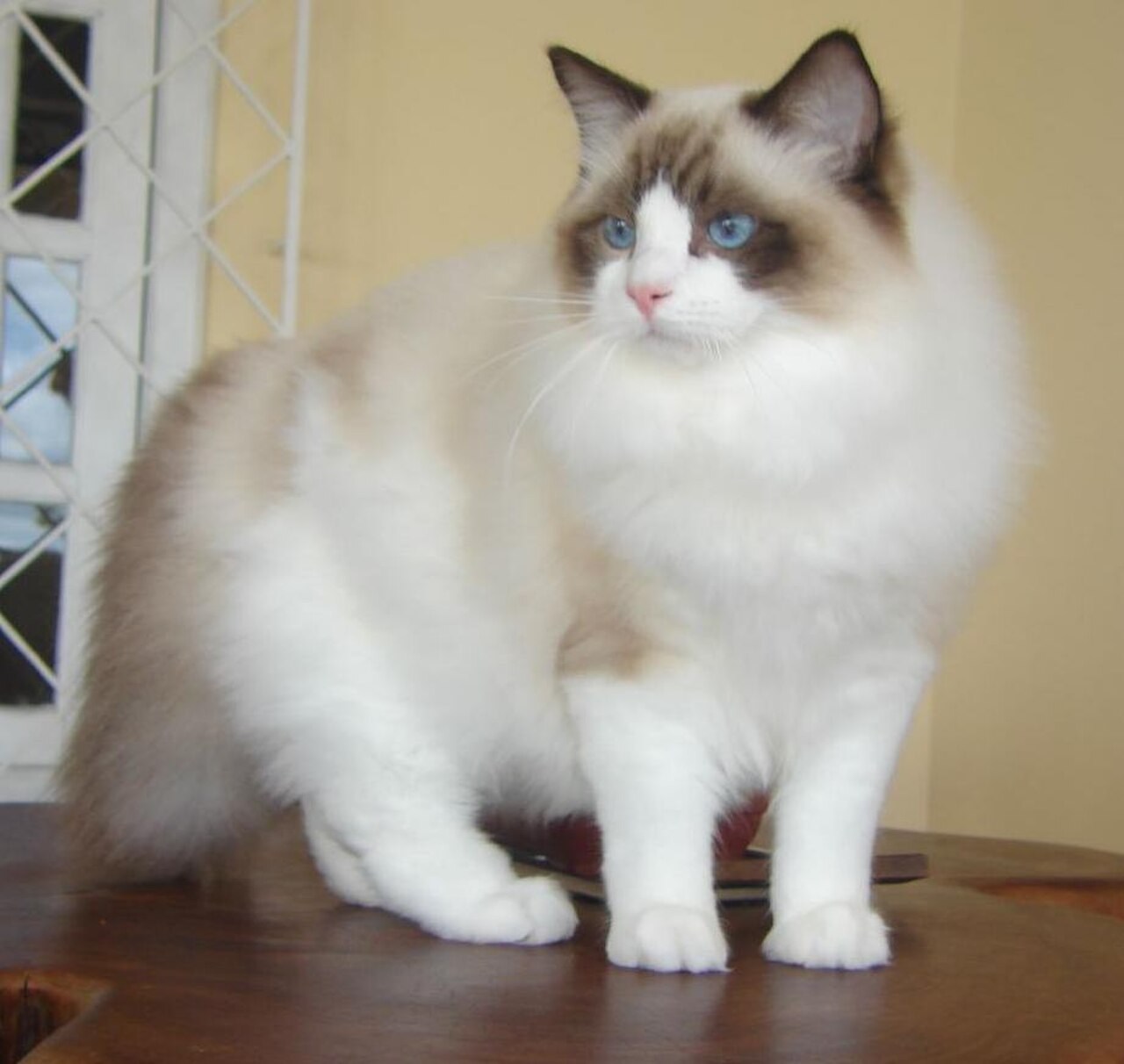 Ragdoll cat
