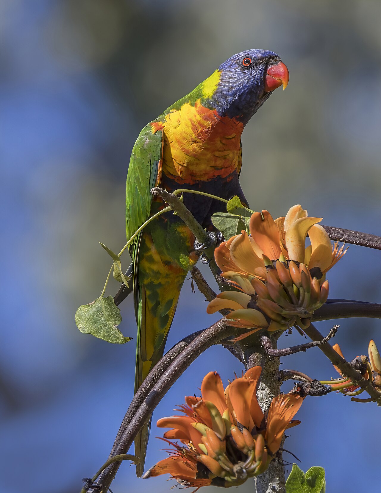 Parrot