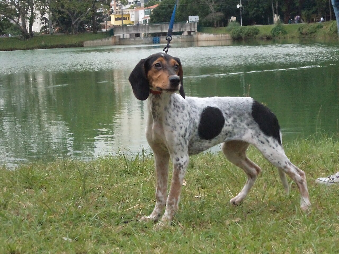 Rastreador Brasileiro dog