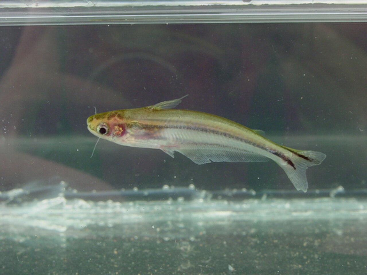 A photo of a African Glass Catfish