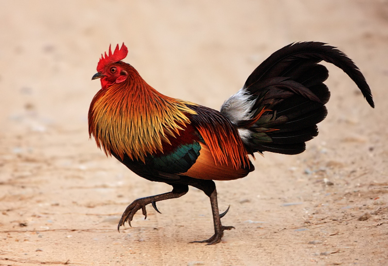 Red junglefowl