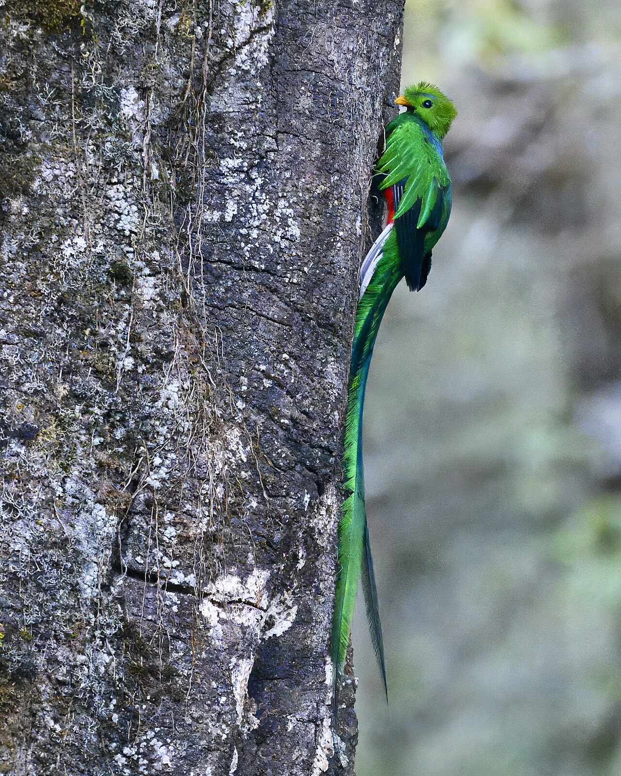 Resplendent quetzal