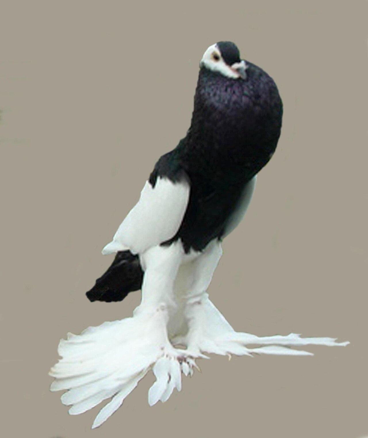 Reverse-wing Pouter pigeon