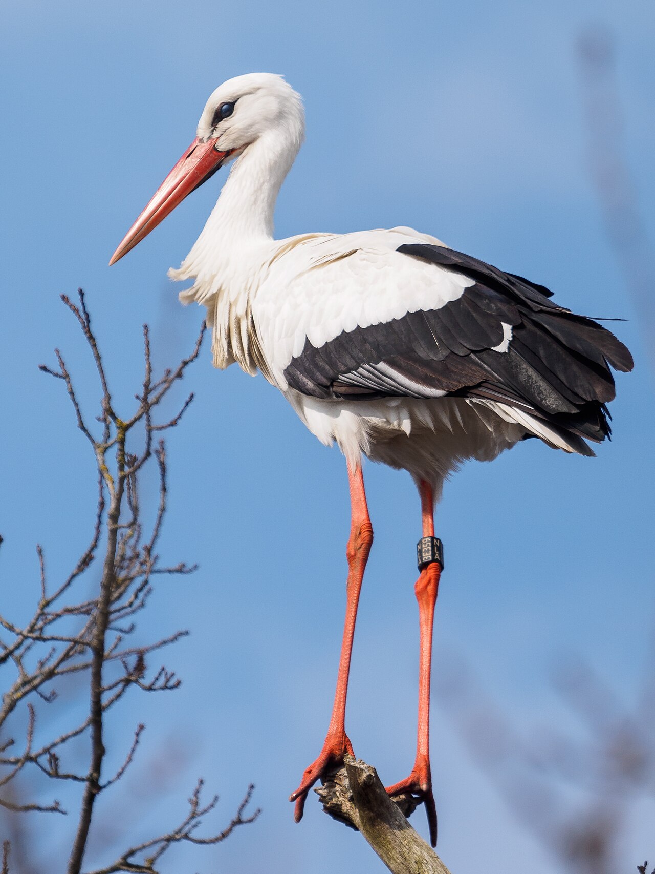 Stork