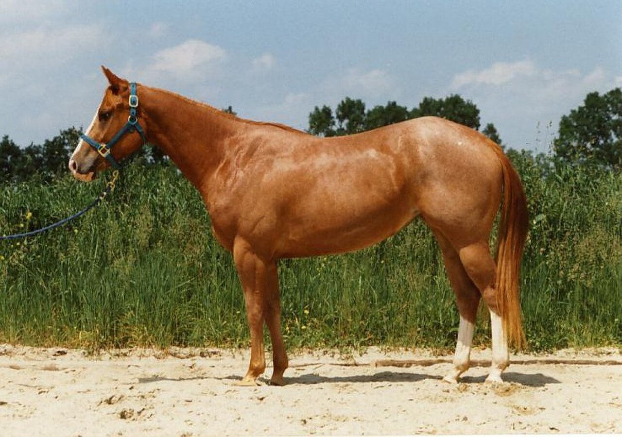 Red roan American Quarter Horse standing