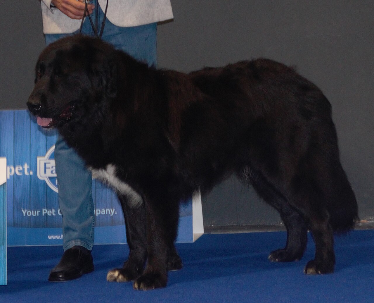 Romanian Raven Shepherd Dog dog