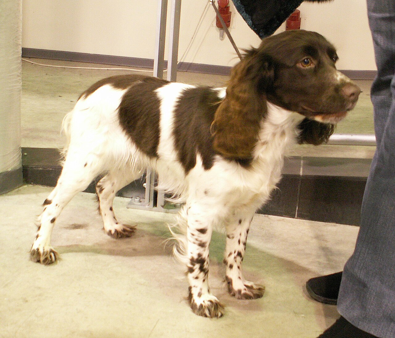 Russian Spaniel dog