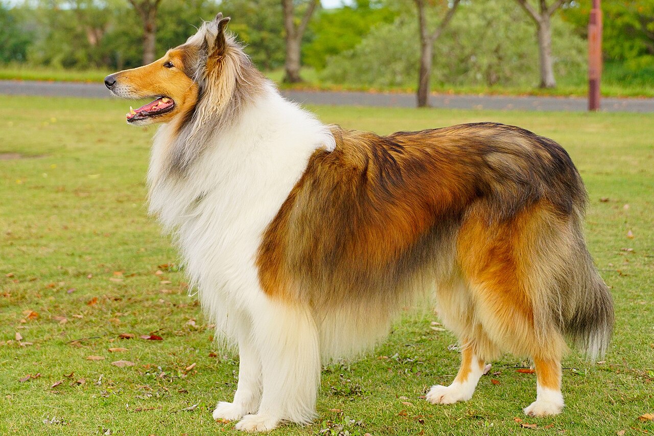 Rough Collie dog
