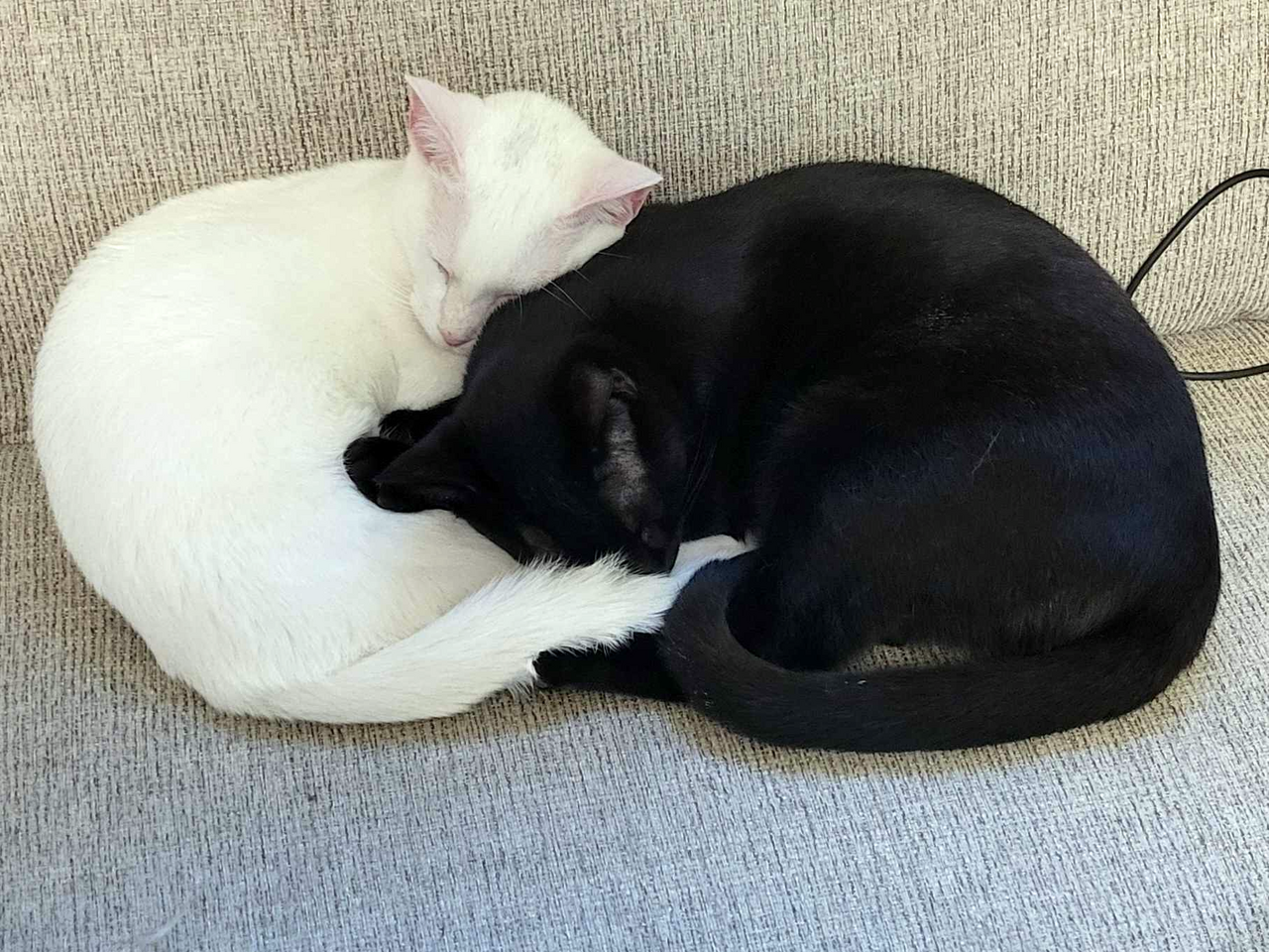Russian White, Black, and Tabby cat