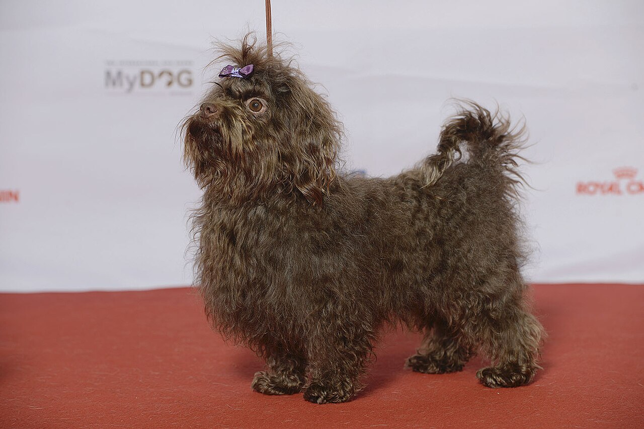 Bolonka dog